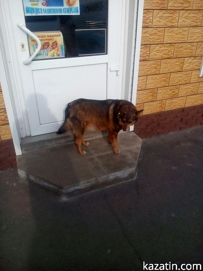 Козятин сьогодні: собаки сплять, труби — димлять, фото №2 на сайті 20minut.ua