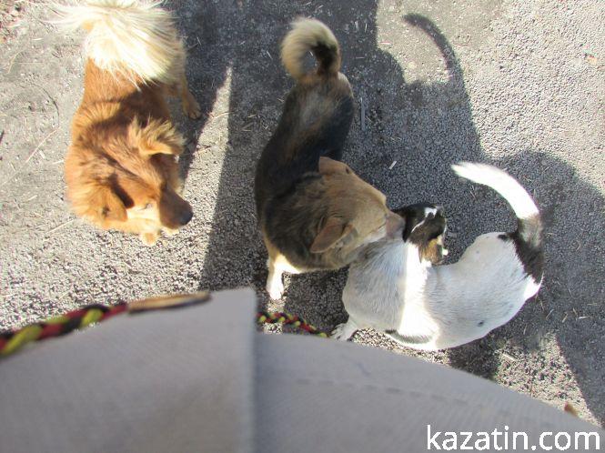 Новини Козятина - фото з Фото дня: собаки, сміття, ремонт та вибори Фото дня: собаки, сміття, ремонт та вибори, фото №1 на сайті 20minut.ua