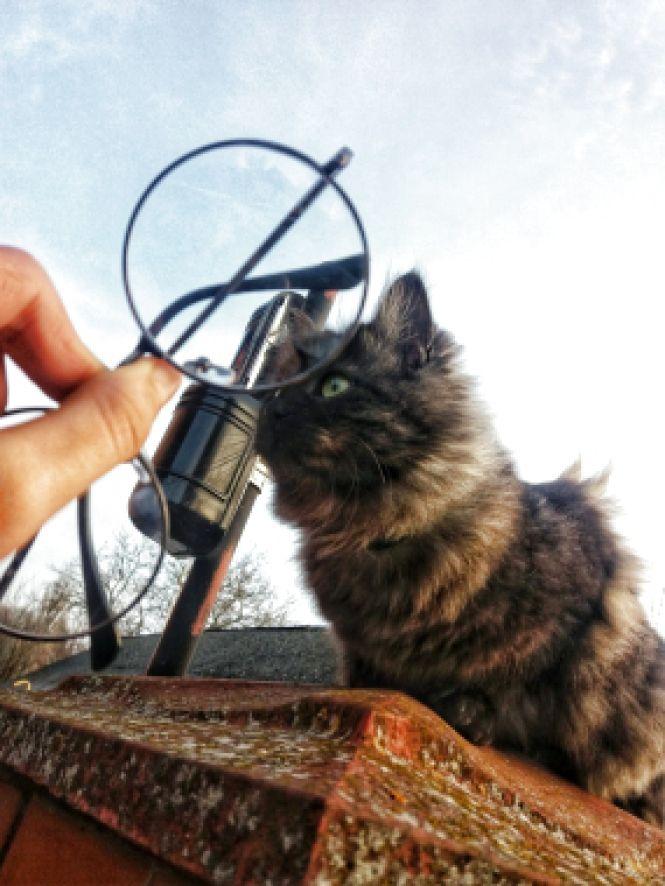 Похваліться своїми домашніми улюбленцями, фото №2 на сайті 20minut.ua