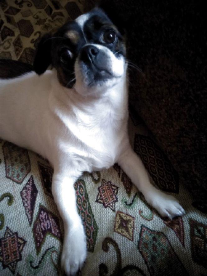 Похваліться своїми домашніми улюбленцями, фото №3 на сайті 20minut.ua