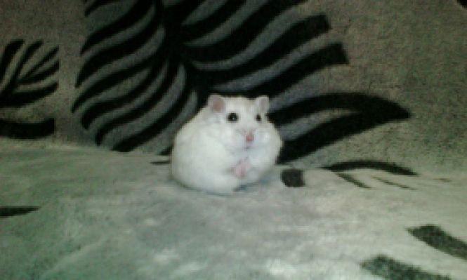 Похваліться своїми домашніми улюбленцями, фото №4 на сайті 20minut.ua