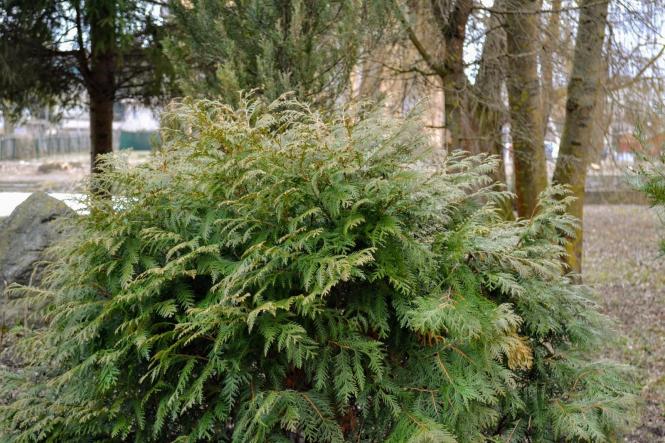 Новини Хмельницького - фото з Як виглядає Хмельницький у перший день весни (ФОТО, ВІДЕО) Як виглядає Хмельницький у перший день весни (ФОТО, ВІДЕО), фото №21 на сайті vsim.ua