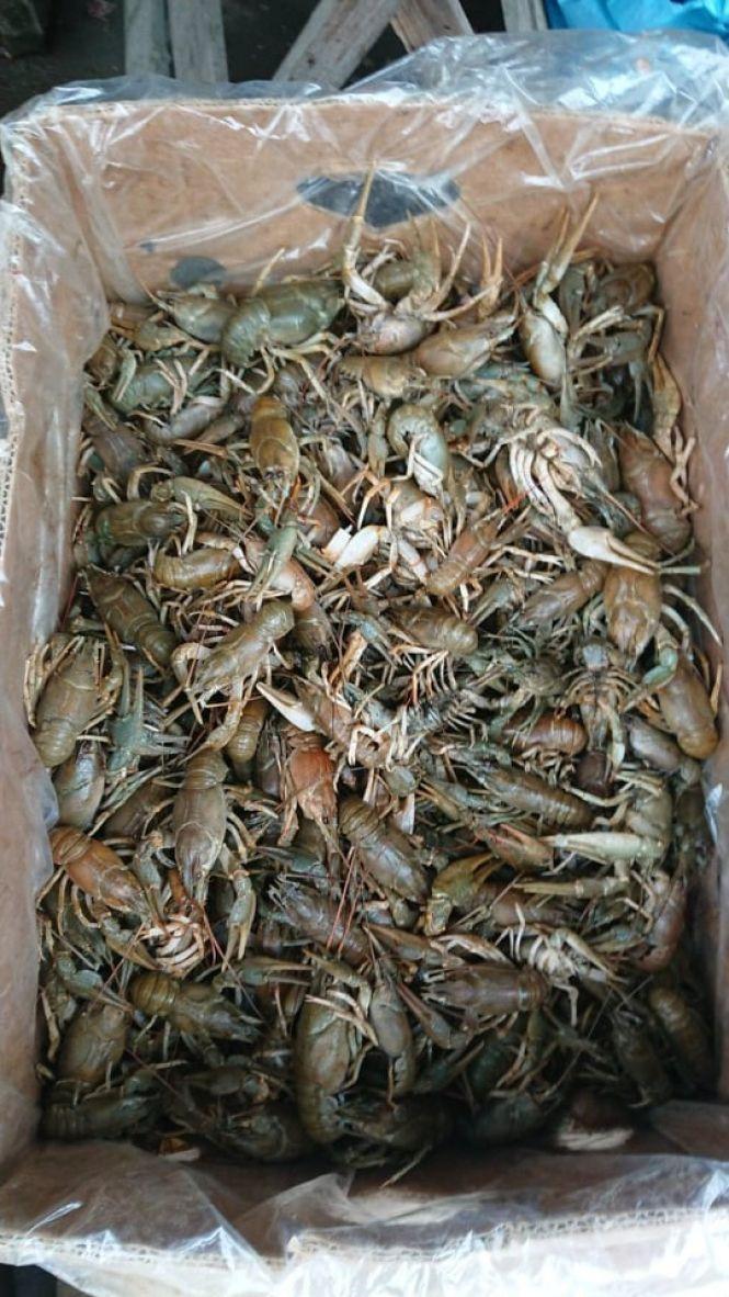 Штраф за рибалку. Майже 150 кілограмів риби незаконно наловили хмельничани, фото №1 на сайті vsim.ua