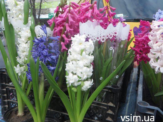 Новини Хмельницького - фото з Біля “Либідь Плази” запрацював квітковий ярмарок: що і за скільки продають Біля “Либідь Плази” запрацював квітковий ярмарок: що і за скільки продають, фото №4 на сайті vsim.ua