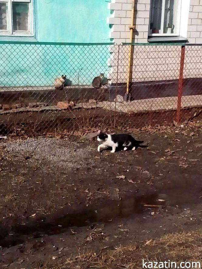 Козятин 7 березня— по-весняному, фото №2 на сайті 20minut.ua