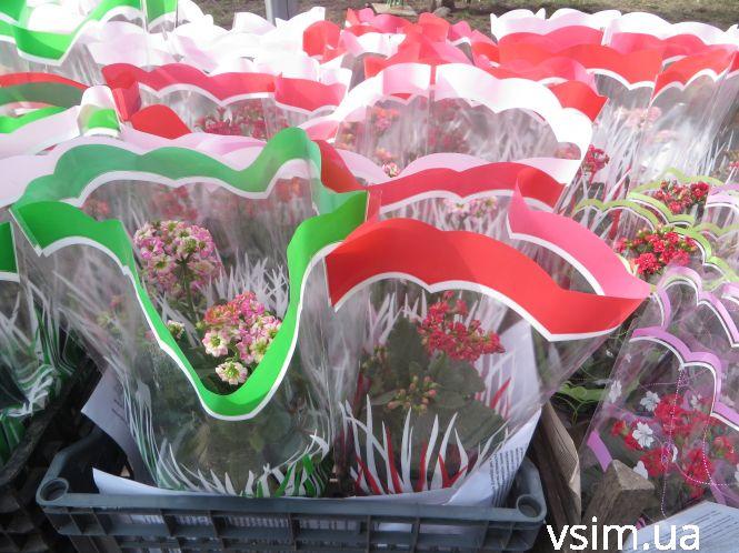 Новини Хмельницького - фото з Біля “Либідь Плази” запрацював квітковий ярмарок: що і за скільки продають Біля “Либідь Плази” запрацював квітковий ярмарок: що і за скільки продають, фото №11 на сайті vsim.ua