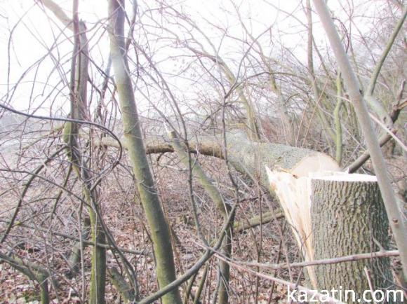 Дерева на дрова — пиляти або не пиляти?, фото №1 на сайті 20minut.ua