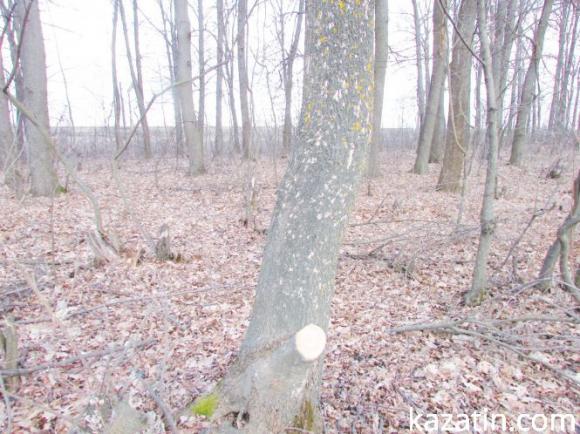 Дерева на дрова — пиляти або не пиляти?, фото №2 на сайті 20minut.ua