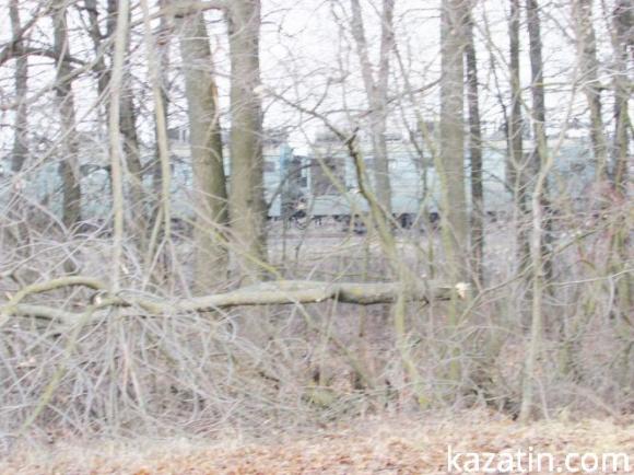 Дерева на дрова — пиляти або не пиляти?, фото №3 на сайті 20minut.ua