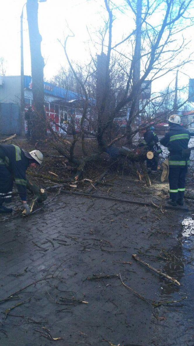 Трагедія у Вінниці: на Тяжилові дерево впало на дитину. Дівчинка загинула, фото №2 на сайті 20minut.ua