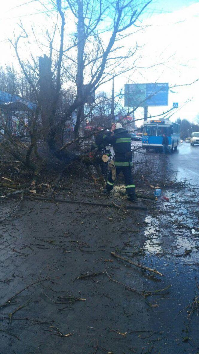 Трагедія у Вінниці: на Тяжилові дерево впало на дитину. Дівчинка загинула, фото №1 на сайті 20minut.ua