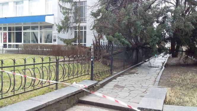Штормовий вітер у центрі Житомира вирвав з корінням три ялинки, фото №1 на сайті 20minut.ua