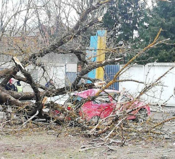 Новини Хмельницького - фото з Повалені дерева і зірвані дахи: що наробила негода на Хмельниччині Повалені дерева і зірвані дахи: що наробила негода на Хмельниччині, фото №4 на сайті vsim.ua