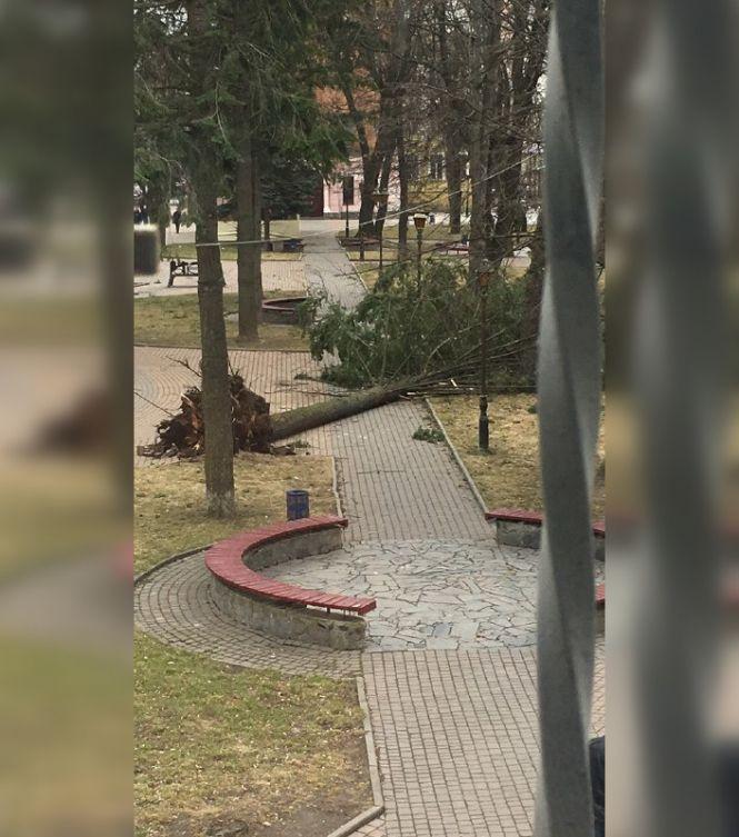 Вітер зриває дерева і стовпи: наслідки негоди у Вінниці, фото №2 на сайті 20minut.ua