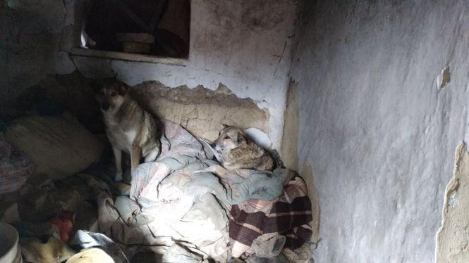 Новини Тернополя - фото з З двома собаками в будинку без вікон і дверей: жінка без документів просить влаштувати її у притулок З двома собаками в будинку без вікон і дверей: жінка без документів просить влаштувати її у притулок, фото №2 на сайті 20minut.ua