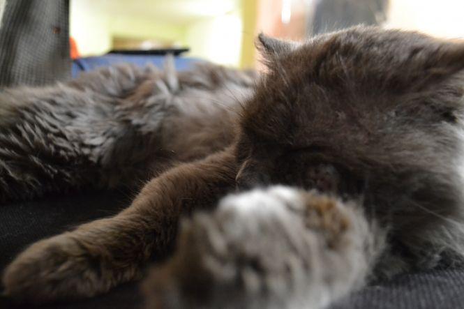 Новини Вінниці - фото з Кіт у музеї: як живе «старший науковий співробітник» краєзнавчого музею на ім'я Шпатель Кіт у музеї: як живе «старший науковий співробітник» краєзнавчого музею на ім'я Шпатель, фото №2 на сайті 20minut.ua