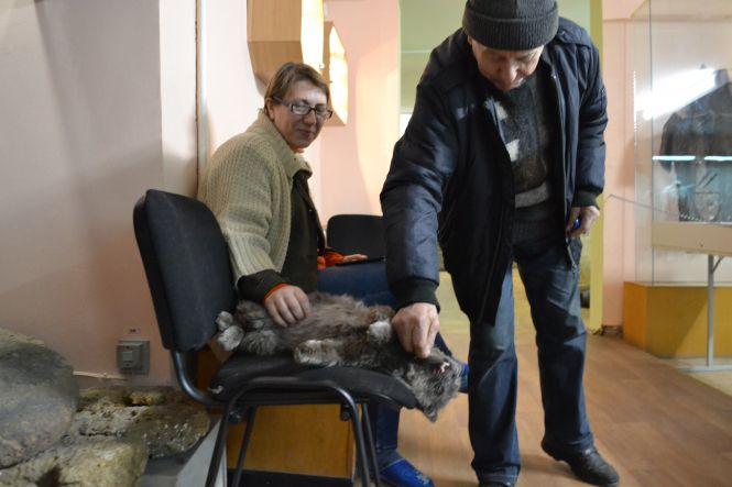 Новини Вінниці - фото з Кіт у музеї: як живе «старший науковий співробітник» краєзнавчого музею на ім'я Шпатель Кіт у музеї: як живе «старший науковий співробітник» краєзнавчого музею на ім'я Шпатель, фото №3 на сайті 20minut.ua