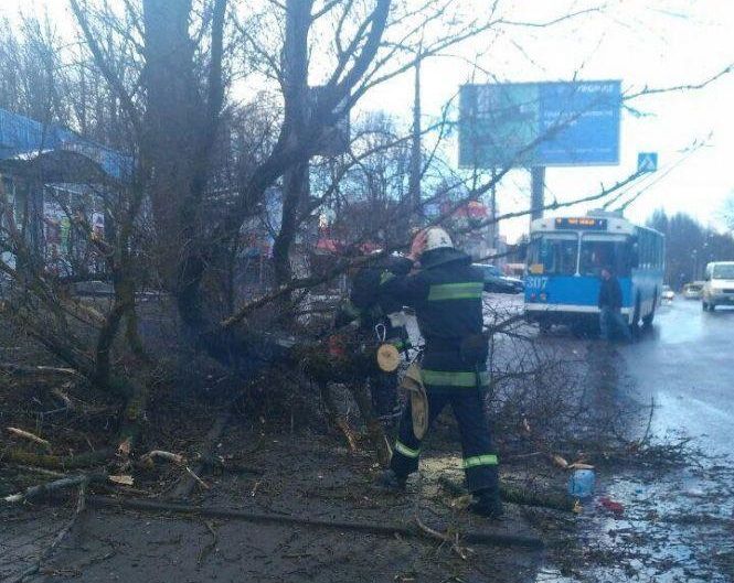 Дерево, що вбило дитину на Тяжилові, обстежували більше року тому. Готується ще експертиза, фото №1 на сайті 20minut.ua