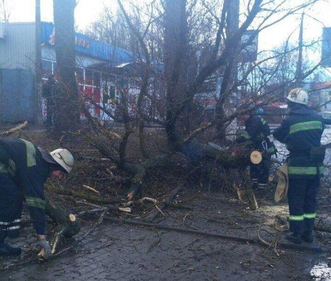 Дерево, що вбило дитину на Тяжилові, обстежували більше року тому. Готується ще експертиза, фото №2 на сайті 20minut.ua