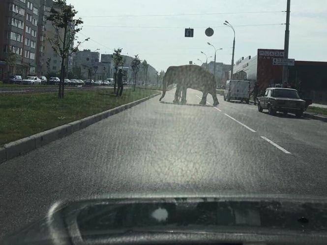 Мавпи, слон, кайман. Добірка екзотичних тварин-утікачів, яких ловили у Вінниці, фото №2 на сайті 20minut.ua