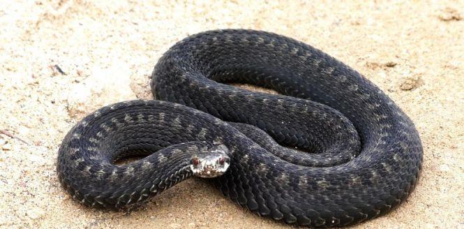 Мавпи, слон, кайман. Добірка екзотичних тварин-утікачів, яких ловили у Вінниці, фото №4 на сайті 20minut.ua