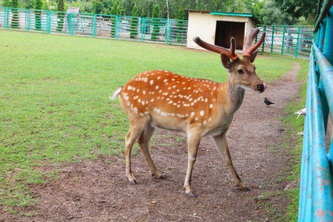 Мавпи, слон, кайман. Добірка екзотичних тварин-утікачів, яких ловили у Вінниці, фото №5 на сайті 20minut.ua