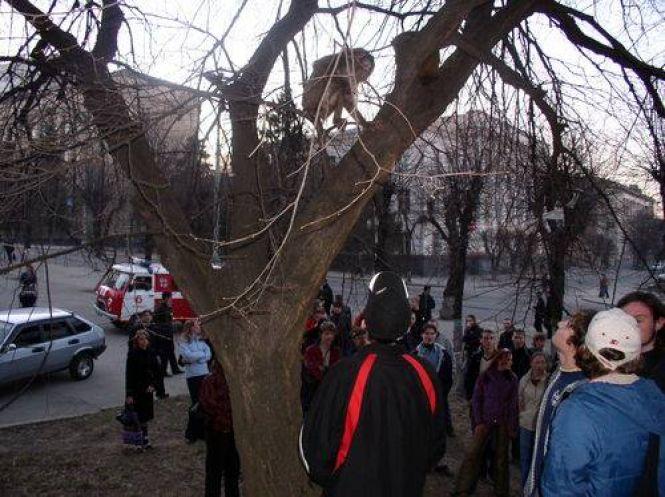 Мавпи, слон, кайман. Добірка екзотичних тварин-утікачів, яких ловили у Вінниці, фото №1 на сайті 20minut.ua