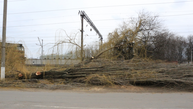 По Довженка ріжуть дерева, фото №1 на сайті 20minut.ua