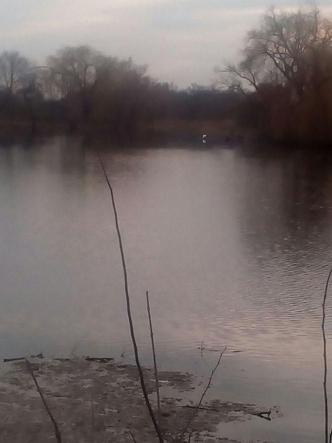 Козятин сьогодні: зрізані гілки, лебеді та передвиборчі збори, фото №5 на сайті 20minut.ua