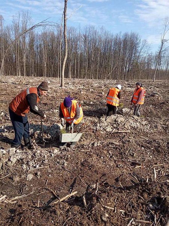 У Новоград-Волинському районі посадили майже 100 гектарів сосни, ялини, дубу і модрини, фото №2 на сайті 20minut.ua