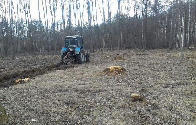 У Новоград-Волинському районі посадили майже 100 гектарів сосни, ялини, дубу і модрини, фото №1 на сайті 20minut.ua