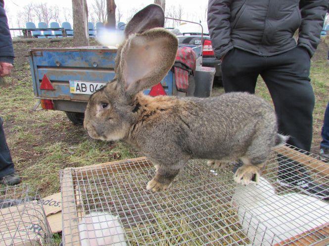 Кури, гуси і кролі: що привезли на продаж у Козятин?, фото №3 на сайті 20minut.ua