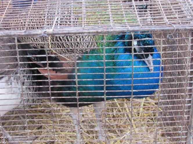 Кури, гуси і кролі: що привезли на продаж у Козятин?, фото №6 на сайті 20minut.ua
