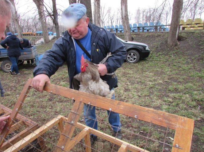 Кури, гуси і кролі: що привезли на продаж у Козятин?, фото №5 на сайті 20minut.ua