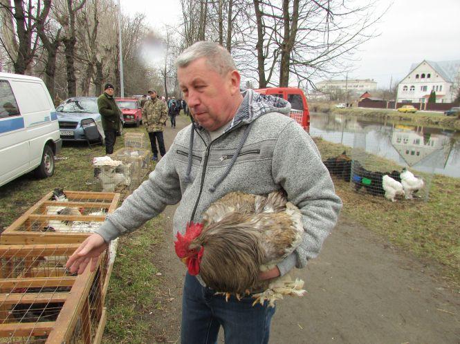 Кури, гуси і кролі: що привезли на продаж у Козятин?, фото №4 на сайті 20minut.ua