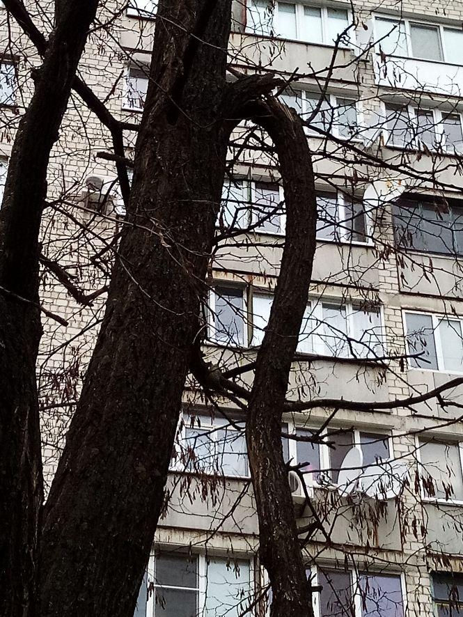 Гілка могла когось покалічити. Як RIA вирішила проблему з деревом, фото №1 на сайті 20minut.ua