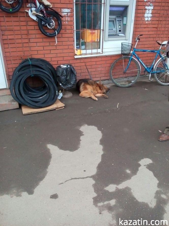 Новини Козятина - фото з Козятин сьогодні, 29 березня: базар і собаки Козятин сьогодні, 29 березня: базар і собаки, фото №4 на сайті 20minut.ua