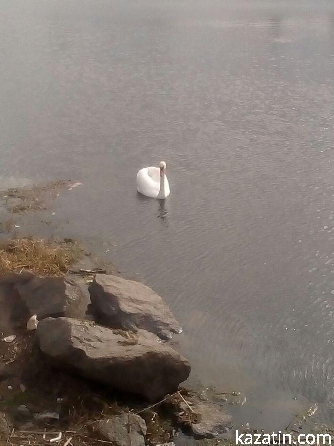 Новини Козятина - фото з Фото дня: вартові козятинського мосту Фото дня: вартові козятинського мосту, фото №3 на сайті 20minut.ua