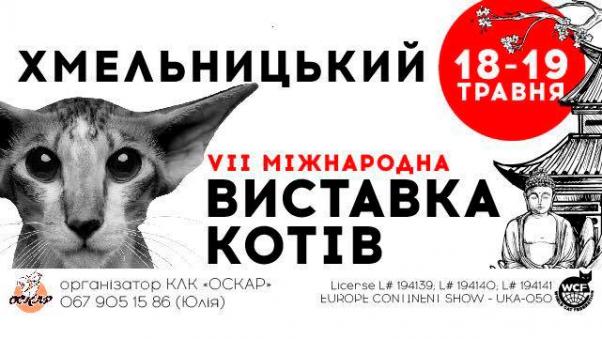 На виставку до Хмельницького привезуть котів з п’яти країн Європи, фото №1 на сайті vsim.ua