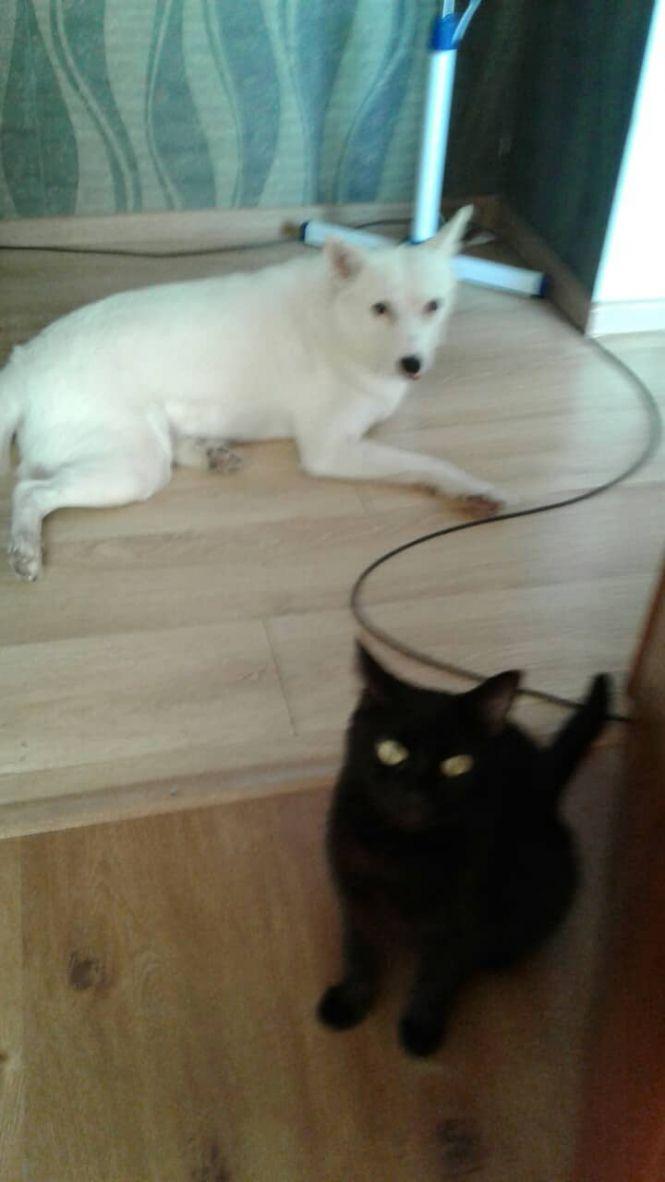 Новини Тернополя - фото з "Хтось викинув собаку, я забрала її додому": три історії про людей, які взяли тварин з вулиці "Хтось викинув собаку, я забрала її додому": три історії про людей, які взяли тварин з вулиці, фото №2 на сайті 20minut.ua