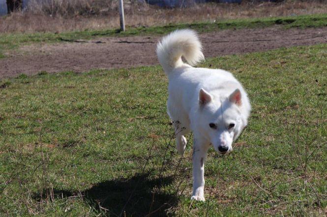 Новини Тернополя - фото з "Хтось викинув собаку, я забрала її додому": три історії про людей, які взяли тварин з вулиці "Хтось викинув собаку, я забрала її додому": три історії про людей, які взяли тварин з вулиці, фото №1 на сайті 20minut.ua