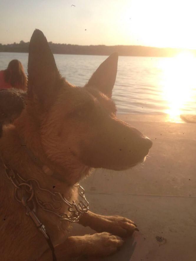 Новини Тернополя - фото з "Хтось викинув собаку, я забрала її додому": три історії про людей, які взяли тварин з вулиці "Хтось викинув собаку, я забрала її додому": три історії про людей, які взяли тварин з вулиці, фото №6 на сайті 20minut.ua