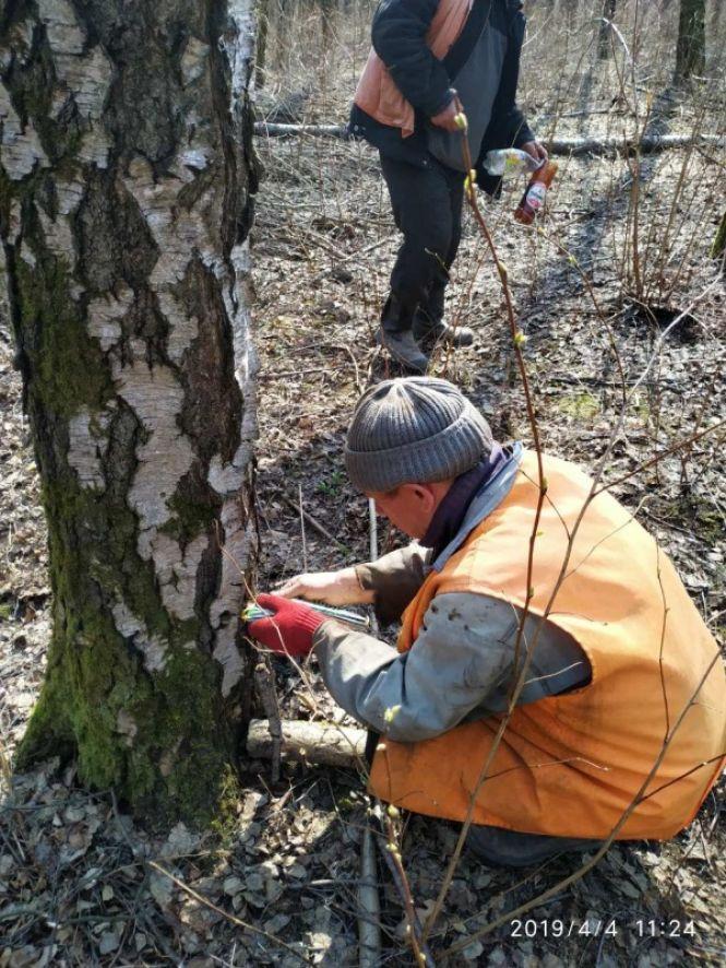 Новини Тернополя - фото з У Тернополі в парку незаконно добували березовий сік У Тернополі в парку незаконно добували березовий сік, фото №1 на сайті 20minut.ua