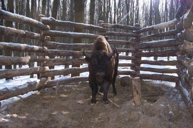 Новини Вінниці - фото з Ловець зубрів: «Заманити у пастку самців простіше, вони «безбашенні», самки – обережні...» Ловець зубрів: «Заманити у пастку самців простіше, вони «безбашенні», самки – обережні...», фото №3 на сайті 20minut.ua