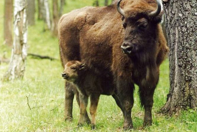 Новини Вінниці - фото з Ловець зубрів: «Заманити у пастку самців простіше, вони «безбашенні», самки – обережні...» Ловець зубрів: «Заманити у пастку самців простіше, вони «безбашенні», самки – обережні...», фото №1 на сайті 20minut.ua