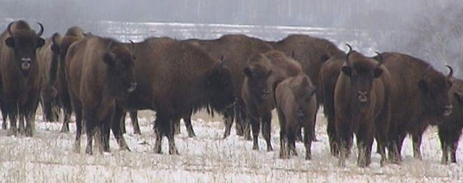 Новини Вінниці - фото з Ловець зубрів: «Заманити у пастку самців простіше, вони «безбашенні», самки – обережні...» Ловець зубрів: «Заманити у пастку самців простіше, вони «безбашенні», самки – обережні...», фото №8 на сайті 20minut.ua