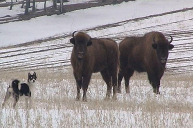 Новини Вінниці - фото з Ловець зубрів: «Заманити у пастку самців простіше, вони «безбашенні», самки – обережні...» Ловець зубрів: «Заманити у пастку самців простіше, вони «безбашенні», самки – обережні...», фото №9 на сайті 20minut.ua