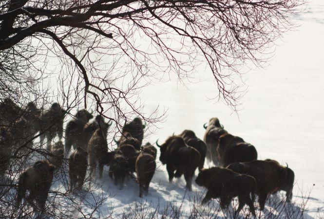 Новини Вінниці - фото з Ловець зубрів: «Заманити у пастку самців простіше, вони «безбашенні», самки – обережні...» Ловець зубрів: «Заманити у пастку самців простіше, вони «безбашенні», самки – обережні...», фото №7 на сайті 20minut.ua