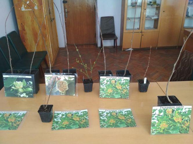 У Заліщиках висадили екзотичні тюльпанові дерева, фото №5 на сайті 20minut.ua