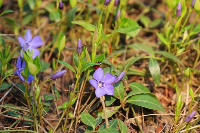 Як розквітає весняний Кам’янець-Подільський (ФОТО), фото №11 на сайті 20minut.ua